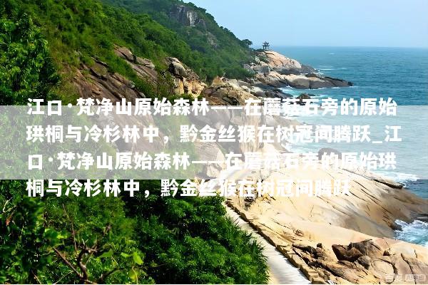 江口·梵净山原始森林——在蘑菇石旁的原始珙桐与冷杉林中，黔金丝猴在树冠间腾跃_江口·梵净山原始森林——在蘑菇石旁的原始珙桐与冷杉林中，黔金丝猴在树冠间腾跃